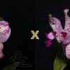 C. amethystoglossa ('Wanderlino Schunk' x flamea 'Ponta Negra')