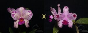 C. amethystoglossa ('Wanderlino Schunk' x flamea 'Ponta Negra')