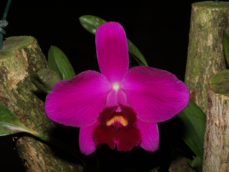 L. pumila 'Black Diamond'