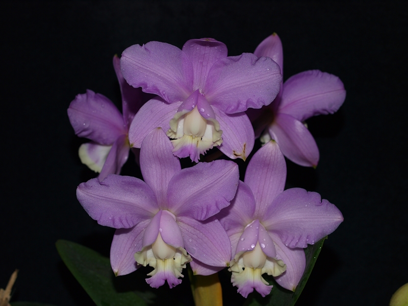 C. loddigesii 'Pedra Azul' – AWZ Orquídeas