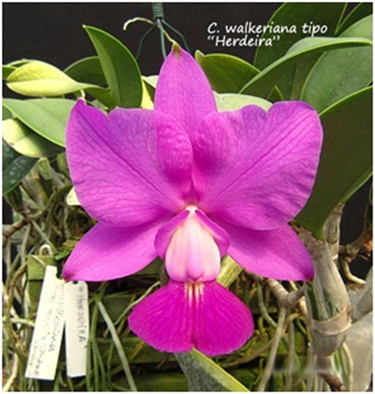 C. walkeriana (type) 'Herdeira'
