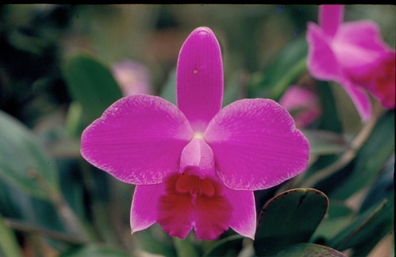 L. pumila 'Da. Heleta'