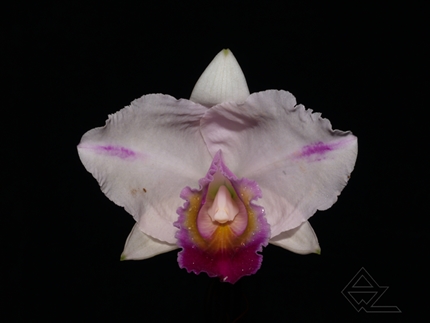 C. quadricolor flamea 'Lena' – AWZ Orquídeas