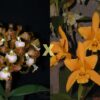 C. velutina x LC. Gold Digger 'Orchidglade's Mandarin'