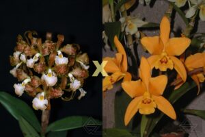 C. velutina x LC. Gold Digger 'Orchidglade's Mandarin'