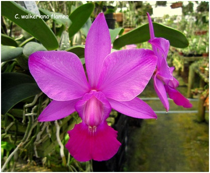C. walkeriana (type) 'Fiota'