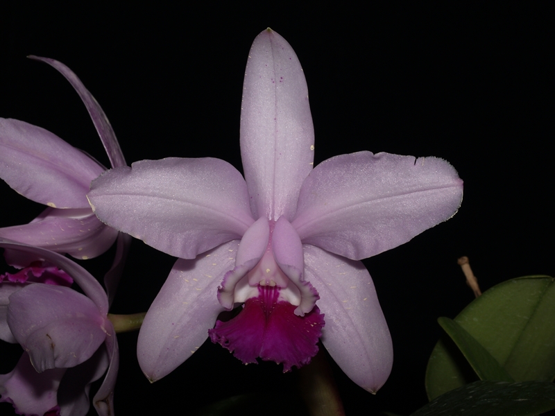 C. intermedia 'Babalú'