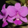 C. walkeriana (type) 'William Rahd'