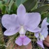 C. walkeriana caerulea 'Cancún'