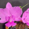 C. walkeriana (type) '0921'
