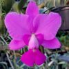 C. walkeriana (type) '8036'