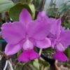 C. walkeriana (type) 'DSC-808'