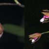 Miltonia russeliana