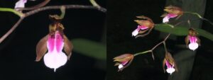 Miltonia russeliana