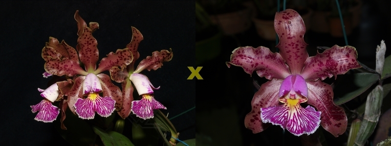 C. schilleriana ('Zaslawski' x 'Surpresa')