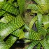 Vriesea hieroglyphica