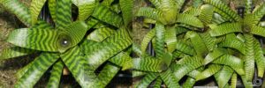 Vriesea hieroglyphica