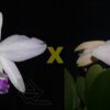 L. sincorana [carnea (suave) x orlata suave 'AWZ']
