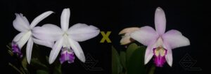 L. sincorana [carnea (suave) x orlata suave 'AWZ']