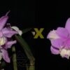 C. loddigesii (estriata 'Bastião' x trilabelo)