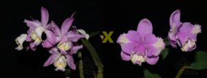 C. loddigesii (estriata 'Bastião' x trilabelo)