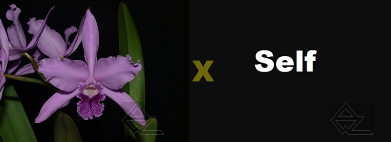 L. lobata caerulea 'AM-EC' x SELF