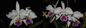 C. mossiae (alba 'Maracaibo' x semi alba)