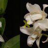 C. intermedia trilabelo alba x C. amethystoglossa alba
