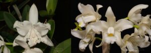 C. intermedia trilabelo alba x C. amethystoglossa alba