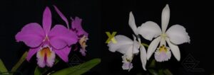 C. labiata (cara branca x amoena)
