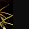 Prosthechea brassavolae