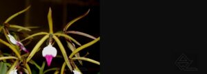 Prosthechea brassavolae