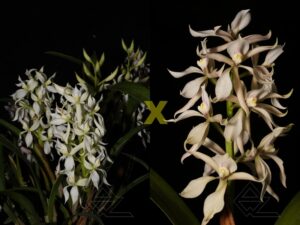 Prosthechea alemanoides alba 'Via Láctea' x Prosthechea sp.