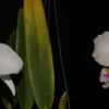 C. mossiae semi alba ('Pica pau' x 'Gigante')