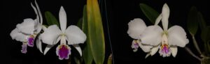C. mossiae semi alba ('Pica pau' x 'Gigante')