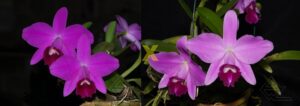 L. pumila ('Ruby Queen' x 'Perfection')
