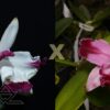 C. intermedia (aquini vinho 'Barossa' x trilabelo vinho)