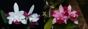 C. intermedia (aquini vinho 'Barossa' x trilabelo vinho)
