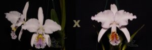 C. mossiae caerulea (BH-134 x 'Sanson')